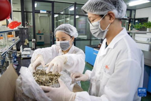 中國首次進(jìn)口肯尼亞野生鳀魚產(chǎn)品 中非經(jīng)貿(mào)博覽會上的新亮點(diǎn)